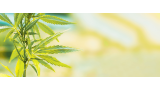 Qu’est-ce que l’effet d’entourage ? 